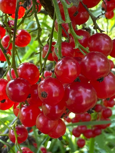 The image is a close-up, vertical shot of a cluster of ripe red currants hanging from a branch. The currants are spherical, a vibrant red, and appear glossy, with some showing small dark calyx remnants at their tips. They are attached to thin, green stems that are themselves part of a larger vine or bush. The background is softly blurred, showing green foliage and hints of sunlight filtering through. There are no people, actions, or interactions depicted. The scene is outdoors and appears to be in a natural or cultivated setting where currants are grown. There is no information in the image that would suggest a specific location within Chernoistochinsk, Russia.
