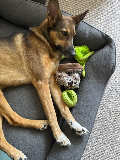 A German Shepherd mix dog is relaxing on a gray dog bed. The dog is lying on its back with its legs splayed out. There are several dog toys scattered around the dog: a green stuffed toy with stripes, a brown rope toy, and a green chew toy. The dog bed is on a light-colored carpet. The lighting suggests it is daytime, likely indoors. The dog appears relaxed and content. The image was taken in Bila Tserkva, Ukraine.