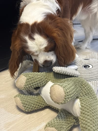 A tan and white dog is playing with a plush toy in what appears to be a home environment. The dog, with floppy ears and a brown and white patterned coat, is leaning over the toy, its head partially obscured by its fur. The toy is a light gray, corduroy material, shaped like a stuffed animal with ears and eyes. It is positioned on a light-colored wooden floor. The background is blurred, but a dark object is visible to the left and a white fluffy surface to the right. There is no information about the city of Dobrich, Bulgaria, in the image.