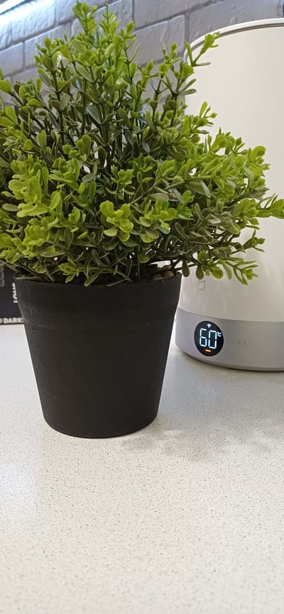 The image shows a close-up of a black potted plant with green foliage, sitting on a speckled countertop. To the right of the plant, a white appliance with a digital display is visible. The display shows "60°C" and a Wi-Fi symbol. The background consists of a brick wall. The scene appears to be indoors. There is no visible indication of the location being Zuevka, Russia.