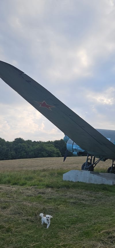 A small white dog is running in a grassy field in front of a parked airplane with a red star on its wing. The airplane is a large, older model, likely a military aircraft, and is situated on a concrete foundation. Behind the airplane is a treeline of green trees, and beyond that, a field with cut grass. The sky is overcast with light clouds. The location is the city of Vyšný Komárnik, Slovakia.