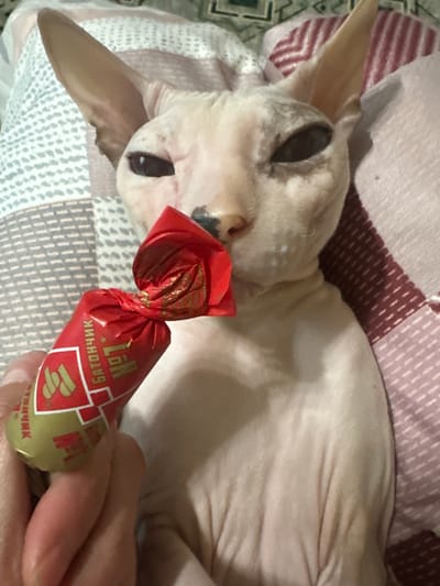 A Sphynx cat is lying on a bed with a red candy wrapper in its mouth. The cat is light pink and has large ears. The candy wrapper is red with gold writing and appears to be a type of toffee. The bed is covered with a patterned blanket. The image is taken from a high angle, looking down at the cat. There are no specific details in the image that would allow for pinpointing a location in Togliatti, Russia.