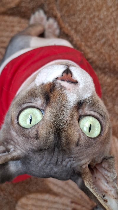 A close-up, upside-down shot captures a Sphynx cat wearing a red garment, lying on a brown, textured surface, likely a blanket or rug. The cat's face is the primary focus, with its large, pale green eyes wide open, reflecting light. Its skin appears wrinkled, characteristic of the breed. The cat's nose is pink with dark nostrils, and its ears are visible and partially furred. The red garment encircles its neck. The background is out of focus, suggesting a shallow depth of field, and appears to be the same brown material as the surface the cat is resting on. The image quality is good, with clear detail on the cat's face. The location is in Забалоцкі сельскі Савет, Belarus.