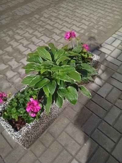 A rectangular planter filled with plants, including hostas and pink geraniums, sits on a patterned brick sidewalk. The planter is made of a textured, speckled material. The sidewalk is composed of interlocking gray bricks laid in a herringbone pattern. Sunlight casts shadows on the bricks, indicating it is daytime. The scene is devoid of any people or visible activity.