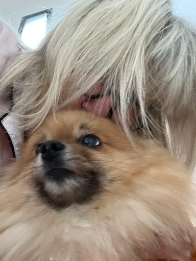 A close-up, low-angle, indoor shot shows a Pomeranian dog being held by its owner. The dog, with light brown fur, looks up and to the left with its mouth slightly open. Its dark nose is prominent, and its blue eyes are visible. The owner's blonde hair cascades down, partially obscuring their face. The background shows a ceiling light and a wall. The image is not located in Chambœuf, France.