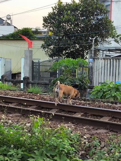 A light brown, short-haired dog with a visible dark spot on its rear is traversing a double-track railway line in Thành phố Quảng Ngãi, Vietnam. The dog is positioned in the mid-ground, moving from left to right, with its head lowered towards the ballast. The railway tracks are set on a bed of gravel and sleepers, with green foliage and small white flowers growing in the immediate foreground and between the tracks.
In the background, beyond the railway, a residential area is visible. To the left, a pale building features a slatted metal gate. Centered behind the tracks, a concrete pillar supports a furled red flag. A dark metal gate stands to the right of the pillar, with a grey concrete fence extending further right. Affixed to this fence is a blue plaque with white text, which includes "Km" and "200M" or similar railway markers. A large, dark green tree with dense foliage occupies the upper right background. Multiple overhead utility wires cross the sky. Distant building rooftops with cylindrical water tanks are visible against a pale sky.