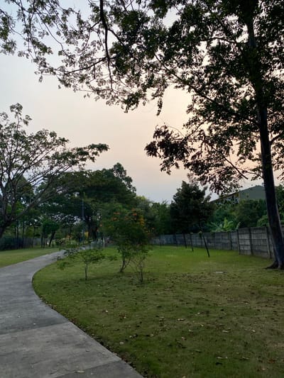 The image depicts an outdoor scene in a park-like setting. The foreground is dominated by a concrete pathway curving to the right, bordered by a lush green lawn scattered with fallen leaves. Beyond the lawn, a concrete fence runs along the perimeter, with trees and foliage visible on the other side. The sky is overcast and light, suggesting it might be dawn or dusk. Silhouetted against the sky are the branches of several trees, with their leaves creating intricate patterns. In the distance, buildings can be seen behind the trees and fence. The overall impression is one of tranquility and natural beauty, possibly in a public park or garden. No people, objects, or text are distinctly visible in the image. The lighting and muted colors suggest a peaceful atmosphere.