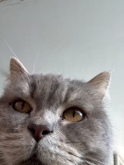 The image displays a close-up, low-angle view of a domestic cat's face, located indoors within Tielrode, Belgium. The subject exhibits dense, short-to-medium length grey fur. Its prominent features include amber-colored eyes with vertically contracted pupils, a dark pinkish-brown nose, and numerous white vibrissae (whiskers) extending from the muzzle and superciliary regions. A small, dark epidermal lesion or discoloration is visible on the left side of the muzzle, inferior to the left eye. Both auricles (ears) are partially cropped at the upper edge of the frame. The cat's head is oriented directly towards the viewer, and its gaze is directed forward. The background is a uniformly light-toned, unfocused surface, indicating an interior setting.