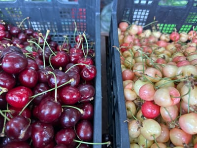 The image displays a close-up, high-angle view of two black plastic crates filled with cherries, side-by-side. The crate on the left is packed with dark red cherries, while the crate on the right contains lighter colored cherries, appearing to be a mix of pale yellow and pinkish-red. The cherries have visible stems. The scene appears to be outdoors, possibly at a market, given the presence of the crates and the slightly blurred green background which could be foliage. There are no people or discernible actions taking place in the image. The setting is a market in Podolsk, Russia.
