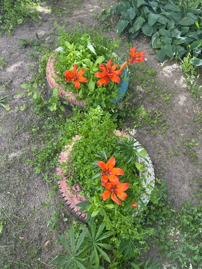 The image shows a top-down view of an outdoor garden scene in Severodvinsk, Russia. The subjects are two planters made from old tires, one painted blue and the other with a faded pink and white pattern. These tires are filled with lush green foliage and several vibrant orange lilies in bloom. The lilies have distinctive black spots on their petals, characteristic of tiger lilies. The ground surrounding the planters is a mixture of sandy soil and patchy green grass and weeds. In the upper left corner, a dense cluster of large, dark green hosta-like leaves is visible, contrasting with the lighter greenery in the planters. The lighting suggests it is daytime, with the sun casting some shadows, indicating possibly a bright, clear day. The overall impression is a rustic and resourceful garden, utilizing recycled materials to display colorful flowers. There is no visible text in the image.