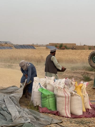 In Alaqadari Daman, Afghanistan, two men are harvesting grains in a field. One man is wearing a blue robe and a head covering, and he is shoveling grain from a pile into a large bag on top of a gray tarp. The second man is wearing a traditional hat, a vest, and a long-sleeved shirt, and he is using a flat pan to sift grain. Several bags of grain in white, green, and yellow are bundled on the ground. In the background, there is a field of wheat, several sets of solar panels, and mud-brick buildings. A tractor is partially visible on the right side of the frame. The sky is hazy.