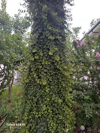 The image shows a lush garden with a thick covering of ivy on a vertical surface, possibly a wall or a tree trunk. Pink flowers bloom among the green leaves of a flowering bush to the left and right of the ivy. In the background, more greenery and some faint structures are visible. A decorative, brightly colored egg-like object, painted with blue and yellow patterns, rests on the ground amidst the foliage on the right side of the frame. The scene appears to be outdoors during the daytime, with bright overcast lighting, suggesting a cloudy or hazy day. The overall impression is one of abundant growth and natural beauty. On the bottom right, the text "Galaxy A34 5G" is visible, indicating the device used to capture the image. The location context is Angren, Uzbekistan.