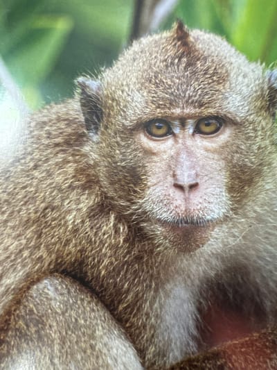 This is a close-up, vertically oriented, medium shot of a monkey's face. The monkey is furry with brown and lighter brown fur. Its eyes are large and round with dark pupils. The bridge of its nose is visible, with two small nostrils at the tip. The monkey's ears are small and pointed, located on the sides of its head. The background is blurred and consists of green foliage, suggesting an outdoor setting. The lighting appears to be natural daylight. No text is visible in the image. The monkey's expression is neutral, and its gaze is directed towards the viewer. The image is a photograph and appears to be a portrait of the animal.