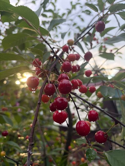 A close-up, eye-level, vertical shot captures a cluster of ripe cherries on a branch, glistening with water droplets, in the soft, diffused light of a cloudy day. The cherries are a deep red, some with a slight yellowish hue indicating varying ripeness. They hang from thin, dark stems, clustered together on a rough, brown branch. Green leaves, some with serrated edges and prominent veins, frame the fruit. In the background, the sky is overcast, with a hint of diffused sunlight filtering through the clouds, creating a gentle bokeh effect. Out-of-focus hints of more foliage and possibly other branches are visible, suggesting the cherries are part of a larger tree or bush. The overall impression is one of natural beauty and the freshness of fruit after rain, likely captured in a garden setting within Манихино Снт, Russia. No people or animals are visible in the image.