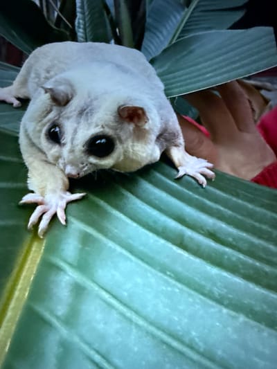 A close-up, eye-level shot captures a light-colored sugar glider resting on a large, ribbed green leaf, likely from a banana plant, with a portion of a person's hand and arm in a bright pink sleeve visible behind it. The sugar glider, with its large, dark eyes and tiny pink paws extended forward, appears to be looking directly at the camera. The background is blurred, but suggests a natural or indoor environment with dark foliage. The scene is reminiscent of a pet owner interacting with their exotic animal, possibly in a domestic setting in Taipei, Taiwan, where such pets are sometimes kept.
