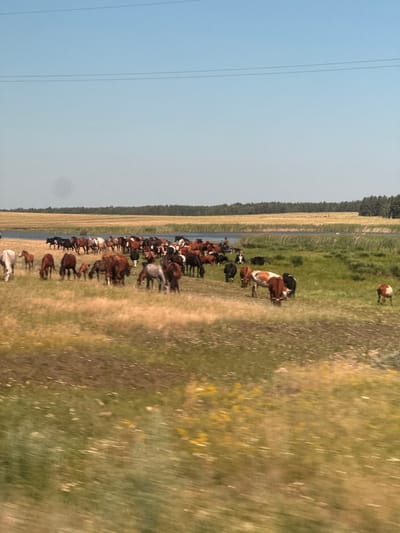 A herd of horses grazes in a grassy field near a body of water. The horses are of various colors, including brown, white, and black. Some of the horses are standing, while others are grazing. In the background, there is a line of trees and a blue sky. A single person is visible on a motorcycle in the distance, near the water's edge. The overall scene suggests a rural or natural landscape.