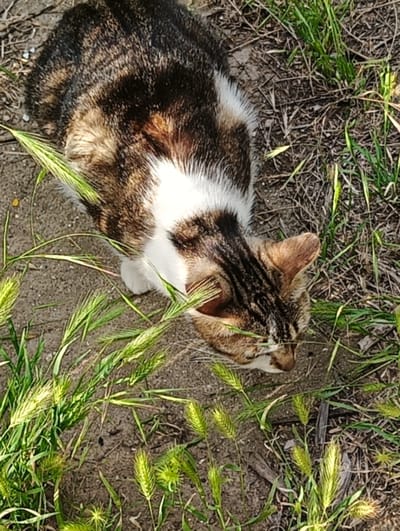 A tabby cat with white markings is lying on sandy ground amidst grass and dry foliage. The cat is looking down and to the right. The image appears to have been taken outdoors in Biliaivka, Ukraine.
