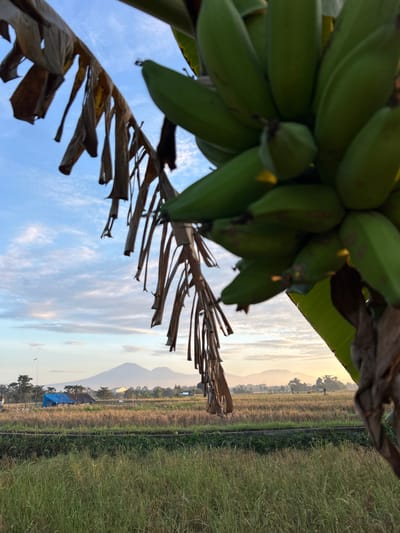 This is a close-up, eye-level, medium shot of a bunch of unripe green bananas hanging in the foreground, with a vast, sunlit rice field and distant mountains in the background. The sky is a clear blue with scattered, wispy white clouds. The bananas are large and plump, with smooth, green skins. Some dried, brown banana leaves are visible, hanging from the plant and partially obscuring the sky.

The rice field in the middle ground is golden brown, indicating it is likely harvested or ready for harvest. Several small, simple structures are present in the field, including one with a blue and black tarp covering it. A single utility pole with some wires is also visible on the left side of the frame. The distant background features a range of hazy mountains, their peaks softened by the atmospheric perspective. The overall impression is one of a rural, agricultural landscape bathed in the warm light of either sunrise or sunset. The location is identified as Mengwi, Indonesia.