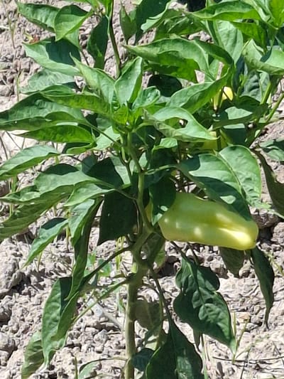 A close-up shot shows a green pepper plant growing in a garden. The plant has lush green leaves and a single, elongated green pepper. The pepper is positioned in the lower right quadrant of the image, hanging from a stem. The ground surrounding the plant is covered in dry, light-colored soil or gravel, with some small rocks visible. The background is blurred, suggesting the focus is on the pepper plant. The lighting indicates it is daytime, with sunlight casting shadows on the leaves and pepper. The scene appears to be outdoors, in what is likely a private garden or agricultural plot.