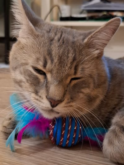 The image shows a close-up of a tabby cat lying down on a wooden floor. The cat has its eyes partially closed and appears relaxed. It is wearing a blue collar and has a toy with blue and pink feathers in front of its face. The background is blurred, but suggests an indoor setting. There are no visible landmarks or context to determine a specific location within Zemun Urban Municipality, Serbia.
