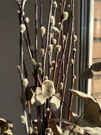 The image shows a close-up view of several dried pussy willow branches. The branches are thin and brown, with some appearing to have white or grey bark. Small, fluffy catkins are visible along the branches, some of which are light grey and others a bit darker. There are also some dried, papery leaves mixed in with the branches, casting shadows.

The scene is lit by natural sunlight, which casts strong shadows and highlights. The light suggests it is daytime, likely with clear skies. The background is a plain, muted grey, which helps to emphasize the texture and detail of the branches and catkins. Above the branches, a sliver of a window or ledge is visible, with some blurred brickwork and a white strip, suggesting an indoor setting near a window. The overall mood is natural and somewhat rustic, with the focus on the delicate texture of the pussy willow. There is no visible text. The provided location context of Pushkino, Russia, does not offer further visual clues within the image itself.