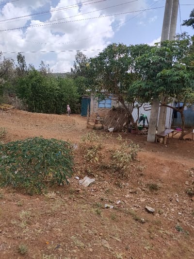 The image depicts an outdoor scene in what appears to be a rural or semi-urban setting under a bright, cloudy sky. The ground is predominantly reddish-brown earth, uneven and somewhat barren, with patches of dry grass and scattered small plants.
In the foreground, to the left, there's a bush with dark green, fern-like leaves. The ground in the immediate foreground and midground is littered with various pieces of trash, including white plastic bags, clear plastic bottles, and other small debris.
In the midground, towards the center-right, stands a small, simple house made of light-colored, possibly painted, brick or concrete blocks, with a light blue-framed window. Its entrance features a dark green, double-panel wooden door. To the right of this house, there's another structure made of corrugated metal sheets, which looks like a lean-to or an extension, with clothes or fabric hanging on a line or branch near it.
Several trees are scattered around these structures. A prominent tree with lush green foliage stands in front of the brick house, its branches extending over the roof. Another tree with similar foliage is positioned further to the right.
There are two people visible in the image. To the left of the brick house, closer to the viewer, a small child wearing a pink outfit is standing, facing away from the camera, looking towards the dense green bushes in the background. To the right of the brick house, near the corrugated metal structure, an adult figure wearing a green long-sleeved top and dark pants is bent over, seemingly engaged in some activity involving buckets or containers on the ground. A white chicken or duck is seen walking on the dirt path between the brick house and the adult figure.
Further to the right, a thick concrete utility pole rises vertically, supporting several overhead power lines that stretch across the sky. Below the power lines, a wooden bench or table is placed near the corrugated metal structure.
The background consists of a dense wall of various green trees and bushes, suggesting a forested or heavily vegetated area. Beyond these trees, a distant hill or higher ground is faintly visible under the cloudy sky. The sky itself is bright with a mix of white, puffy clouds and patches of light blue. The overall impression is that of a warm, perhaps slightly breezy, daytime. No discernible text is visible in the image.