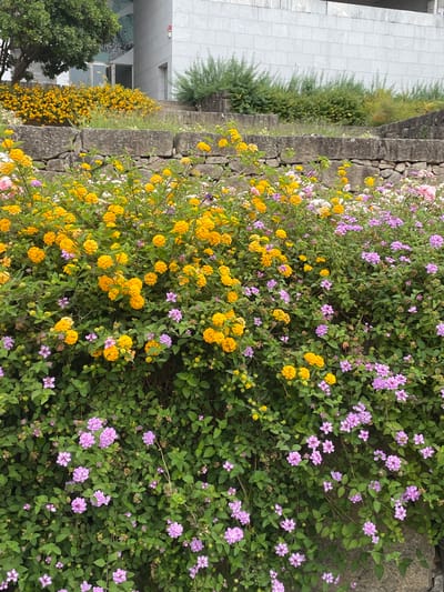 The image shows a lush garden in the city of Águeda, Portugal, featuring vibrant yellow and purple flowers in full bloom. The flowers are growing in clusters along a stone wall and in tiered garden beds, creating a colorful and naturalistic landscape. A modern building with a grey facade is visible in the background, contrasting with the organic beauty of the flowers. The setting appears to be a public space, possibly a park or a botanical garden, with well-maintained greenery and landscaping. The lighting suggests it is daytime, possibly overcast or in the late afternoon, as there are no strong shadows. No people are visible in the frame, focusing the attention solely on the natural elements and the surrounding architecture.