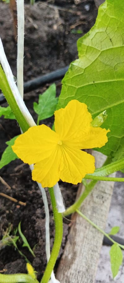 The image shows a close-up of a yellow flower, likely from a cucumber plant, blooming in a garden. The flower has five petals and is attached to a green stem. A large green leaf is visible to the right of the flower, with textured veins. The background consists of dark soil, typical of a garden bed, with some green foliage and a white support string wrapped around the stem. The scene appears to be an outdoor garden in Smila, Ukraine, given the context of the prompt. There are no people or animals present in the image. The focus is entirely on the botanical subject.