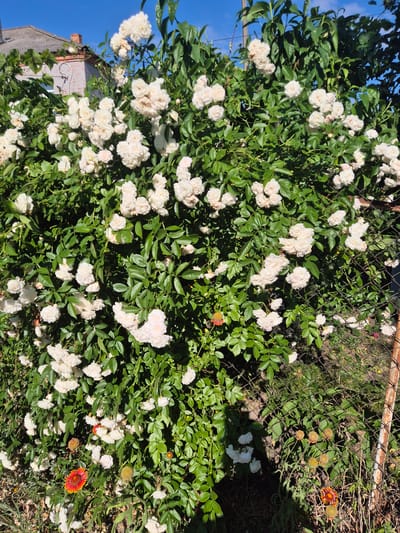 The image depicts a close-up view of a lush green bush laden with numerous small, white roses. The roses are clustered together, forming dense sprays of delicate blooms. The bush is vibrant and healthy, with abundant green foliage.

In the background, a chain-link fence runs horizontally across the frame, separating the rose bush from a patch of dry grass and some other flowers. One of these flowers is a vibrant orange and red daisy-like bloom, adding a splash of contrasting color to the scene. Another, smaller cluster of similar flowers, appear to be in bud stage and are yellow-orange. Sunlight dapples the scene, indicating it's daytime.

To the left of the rose bush, a sliver of a building with a grey tiled roof and red brick accents is visible, along with a clear blue sky. The overall impression is of a garden or yard, likely in a rural or suburban setting in Sozonivka, Ukraine, given the context. There is no text visible in the image. The scene evokes a sense of natural beauty and tranquility on a sunny day.