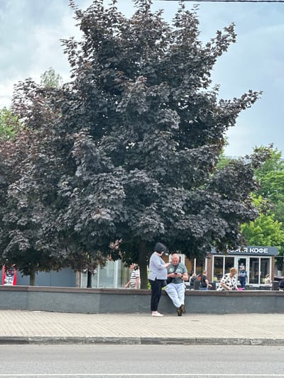 This image captures a street scene in Podolsk, Russia, featuring a large tree with dark foliage dominating the foreground. In front of the tree, a low, grey concrete wall separates the sidewalk from a paved area where several people are visible. Two individuals are standing close together near the left side of the frame, one leaning against the wall and looking at a phone, the other standing and also looking at a device. To their right, several other people are seated on benches or standing in front of a small kiosk with "КОФЕ" (coffee) written on its facade. The background shows more trees and buildings under a cloudy sky. A street runs across the bottom of the image.