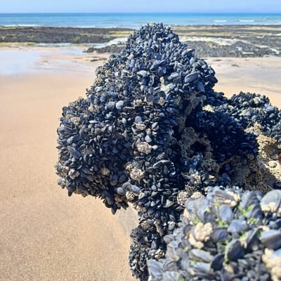 The image is a close-up of a rock covered in mussels on a sandy beach. The ocean is visible in the background, with a blue sky above. The rock is entirely encrusted with dark blue mussels, some of which have small white barnacles attached. Patches of green algae are visible on some of the mussels. The sand is a light golden color and appears damp near the water. The image appears to have been taken at sea level, looking towards the ocean. The location is the coast of Fanore, Ireland.