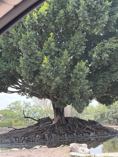 The image shows a large tree with a dense, green canopy. The tree's roots are exposed and extend into an area that appears to be adjacent to a water feature. The foreground includes elements suggesting an indoor or partially enclosed space. The scene suggests a park or recreational area, but the specific location in San Pedro Zacachimalpa, Mexico, cannot be determined with the details given in the image.