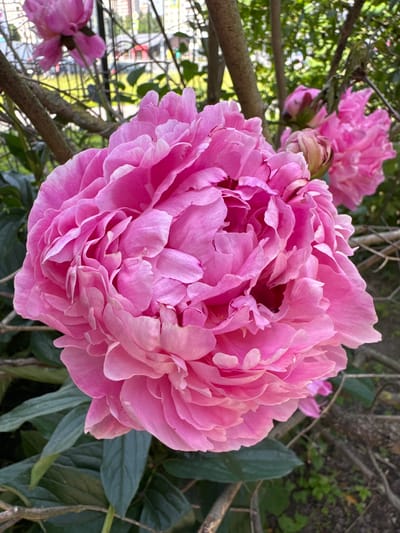 A close-up photograph captures a vibrant, fully bloomed pink peony flower in sharp focus. The peony's petals are densely packed, creating a lush and textured appearance with various shades of pink, from light to a deeper, almost magenta hue in the center. The flower is the dominant subject, filling most of the frame.

In the background, out of focus, are branches from a tree with a textured, brownish-grey bark. Beyond the branches, hints of green foliage are visible, suggesting an outdoor setting, likely a garden or park. To the left and further in the background, another pink peony, less developed and out of focus, can be seen, along with what appears to be a blurry urban landscape with buildings and possibly a fence, hinting at a location near a populated area.

The lighting suggests it is daytime, with soft natural light illuminating the flower. There is no discernible text in the image. The overall impression is one of natural beauty and the delicate elegance of a blooming flower. The context of Murino, Russia, places this scene in a specific geographical location, likely during the peony blooming season in late spring or early summer.