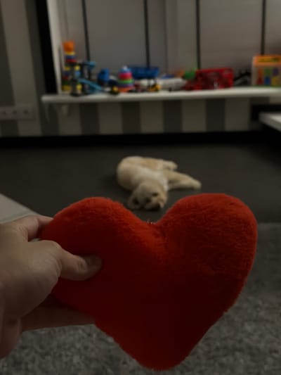 A person's hand holds a bright orange, plush heart-shaped object in the foreground. The hand is lightly gripping the object, suggesting it's being presented or examined. In the blurred background, there's a wall with a textured surface and what appears to be a shelf on the left side of the image. On this shelf, colorful toys or building blocks are visible, suggesting a playroom or a child's room. Further in the background, a light-colored stuffed animal or toy is mounted on the wall. The overall lighting suggests an indoor setting, possibly during the day. The image is an eye-level shot, focused on the heart and the hand, with the background out of focus, drawing attention to the central subject. There is no visible text in the image.