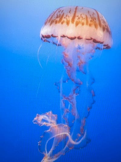 A single jellyfish with a bell-shaped body patterned with orange stripes floats in clear blue water. Its oral arms and tentacles trail below, appearing translucent and delicate. The jellyfish is positioned in the center right of the frame, with the vast expanse of blue water occupying the rest of the image. There is no identifiable location in the city of Casablanca, Morocco, present in this image.