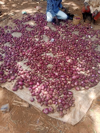 This image depicts an outdoor scene in Zangon Aya, Nigeria, focused on the processing or display of a large quantity of red onions.
**Environment:** The scene unfolds on reddish-brown soil, likely unpaved ground. A large, light-colored, possibly beige or off-white, fabric tarp or canvas is spread across the ground, covering a significant area. Partial shade, indicative of overhead tree cover, is visible in the upper left portion of the image, while the rest of the scene is illuminated by natural light, casting subtle shadows.
**Subjects and Objects:**
The primary subject is a vast collection of red onions, varying in size from small to medium, spread densely over the entire visible surface of the tarp. Many onions appear to retain some dirt or dried outer layers.
Two individuals are present in the upper half of the frame.
* **Person 1 (left):** A dark-skinned individual is kneeling on the tarp among the onions. They wear a long-sleeved blue collared shirt and light-colored trousers, possibly white or light grey. Both hands are visible, placed directly among the onions, suggesting sorting, gathering, or handling.
* **Person 2 (right):** A second dark-skinned individual is partially visible, seated on what appears to be a low wooden stool or block at the edge of the tarp. This person wears a light-colored (possibly white or off-white) garment on their upper body and dark red or brown trousers/wrap. One hand is visible, positioned near some onions.
Two woven baskets are visible in the background near the individuals. One larger, empty basket is situated behind the kneeling person. A smaller basket, containing several onions, is positioned near the seated person.
**Actions and Interactions:** Both individuals appear to be engaged in the handling of the onions, possibly sorting, grading, or preparing them for sale or further processing. The kneeling individual's hands are actively immersed within the onion pile, while the seated person is positioned ready to interact with the produce. There is no direct verbal interaction evident, but their presence and actions suggest a shared task.