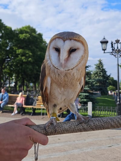 A barn owl is perched on a textured pole, held by a person's hand. The owl's distinctive heart-shaped facial disk is prominent, with dark eyes and pale feathers. Its body is light brown with speckles, and its talons grip the pole. A yellow band with some text is visible around the owl's leg. In the background, a street lamp with a decorative base is visible against a bright, cloudy sky. Further back, trees and green grass suggest an outdoor park or garden setting. Several people are blurred in the background, indicating a public space. The scene appears to be set during the daytime, with bright sunlight and a clear sky, suggesting fair weather. The setting is Ulyanovsk, Russia, and the presence of people suggests a public area that might be a park, zoo, or tourist attraction where such birds might be displayed.