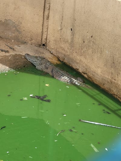 The image, taken in Markurdi, Nigeria, shows an overhead view of a crocodile resting at the edge of a body of green, murky water. The reptile's head and the upper part of its body, displaying dark, scaly skin, are visible, with its head resting on a light brown, textured bank. The majority of its body is submerged in the water.
The water is a striking, opaque green color, suggesting the presence of algae or sediment. Floating on the water's surface are various pieces of debris, including small white fragments, darker organic matter, and a notable long, thin white object, possibly a piece of plastic or pipe.
The bank is made of a sandy-textured material, possibly concrete or compacted earth, which appears dry and uneven in places. The lighting indicates it is daytime, with bright conditions illuminating the scene. The crocodile appears to be calm and at rest. There is no visible human activity or text.