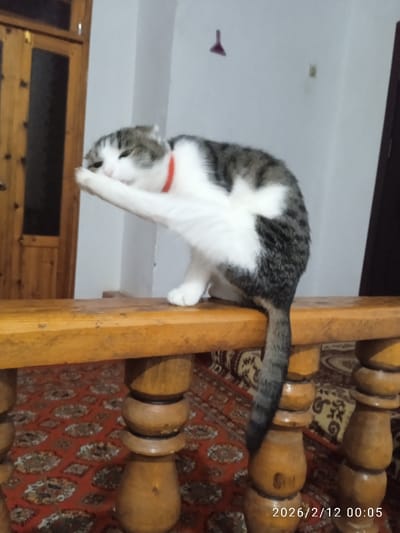 A domestic cat with white and grey tabby markings and a red collar is depicted in an indoor setting, perched on a wooden bench or railing. The cat is actively grooming itself, with its left front paw raised to its face, covering its muzzle. Its body is arched slightly, showcasing its white belly and chest fur, contrasted with the darker grey tabby fur on its back, head, and tail. One white paw is visible resting on the wooden surface, while its striped tail hangs downwards between two decorative, turned wooden spindles of the bench.
The wooden bench or railing, made of light-brown wood with visible grain and some wear, occupies the lower half of the image. Below the bench, a patterned rug in shades of red, cream, and darker brown, featuring ornate circular and floral motifs, covers the floor.
In the background, a plain, light-colored wall (likely white or off-white) is visible. To the left, a tall, warm-toned wooden door frame and a door with glass panels can be seen. On the wall further back, a small, dark, inverted T-shaped object is hanging. The overall lighting suggests an indoor evening or nighttime scene, with artificial light illuminating the space.
In the bottom right corner of the image, a digital timestamp reads "2026/2/12 00:05," indicating the date and time the photograph was taken.