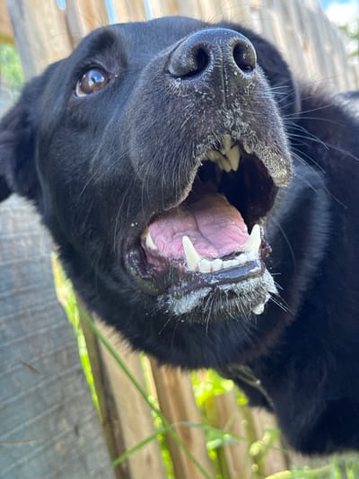 A close-up, low-angle photographic image depicts the head of a black canine, likely a Labrador Retriever or similar breed, captured outdoors in Rusalevka, Russia. The dog's head is angled upwards and slightly to the left, with its mouth wide open, revealing a pink tongue and healthy, white teeth, including prominent canines. White, frothy saliva or foam is visible around the muzzle and dripping from the lower lip. The dog's right eye is visible, brown in color, reflecting ambient light. The wet, textured black nose is central, with fine, light-colored particles adhering to the fur around the nostrils. The fur is short and black, with whiskers extending from the muzzle. The background consists of a light-colored wooden fence, displaying vertical planks and some wood grain. Green foliage and blades of grass are visible in the lower portion of the frame and between the dog and the fence, indicating a natural, outdoor environment under bright daylight conditions. No other subjects or direct interactions are visible.