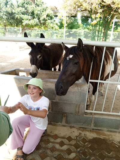In Phước Hải, Vietnam, a young girl wearing a pale green sun hat and a white t-shirt crouches down, facing two donkeys and a horse behind a white fence. The girl is holding green stalks in her left hand and clapping her hands together. Her pink pants and sandals are visible. One donkey stands to the left, with its head lowered towards a concrete trough. To the right of the girl, a horse with a brown and white coat and a long brown mane is visible behind the fence. The ground is a mixture of sand and patterned concrete tiles. Lush green trees and foliage are visible in the background, with a chain-link fence separating the animal enclosure from the surrounding area. The scene appears to be an outdoor animal enclosure, possibly at a farm or petting zoo.