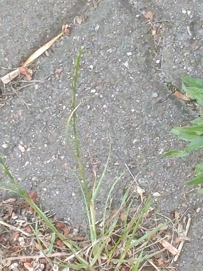 A close-up, high-angle shot shows dry, gray asphalt pavement interspersed with small pebbles and bits of debris, including dried leaves and grass. Several blades of green grass are visible, growing from the bottom and right edges of the frame, some appearing dry and brittle. One prominent, tall, thin stalk of grass extends upwards from the center of the frame. A dried, pale yellow leaf, with hints of reddish-brown at its base, lies diagonally across the pavement in the upper left quadrant of the image. The scene appears to be outdoors, possibly on a sidewalk or path.
