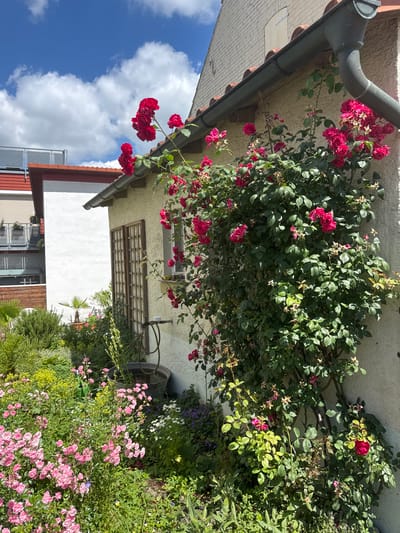 In the city of Bietigheim-Bissingen, Germany, an exterior shot captures a close-up view of a lush garden adjacent to a building. The building, painted in a pale yellow hue, features a dark grey gutter and a terracotta tiled roof. A prominent rose bush, laden with vibrant pink roses, climbs the side of the building. The garden below is a colorful tapestry of smaller pink roses, green foliage, and hints of other flowering plants. In the background, a white building with a red roof and a modern balcony structure can be seen. The sky above is a brilliant blue, dotted with fluffy white clouds, suggesting a clear, sunny day. The overall scene evokes a sense of a well-maintained, charming residential garden.