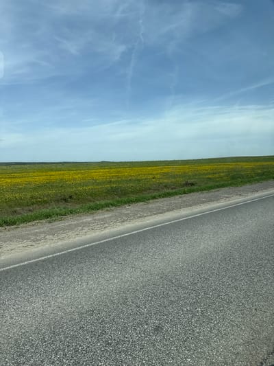 The image depicts a rural scene. On the right, there is a gray asphalt road with a white line marking the edge. To the left of the road is a strip of roadside vegetation, followed by a field filled with yellow flowers. The background consists of a blue sky with scattered white clouds. The image does not contain any people, objects, actions or interactions. The location in the city of Sarapul, Russia is unknown.