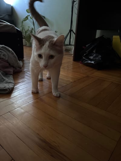 A domestic shorthair cat with white and tan fur stands on a wooden floor. The cat is facing the camera with its head slightly lowered. Its tail curves upwards and to the left. To the left of the cat are piles of clothing and a dark piece of furniture. In the background, there is a plant and a black trash bag. The scene appears to be indoors.