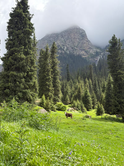 The image depicts a scenic mountain landscape in a rural area of Unknown, Kyrgyzstan. Dominating the foreground are tall, dense evergreen trees, their branches reaching upwards towards a cloudy sky. In the middle ground, a patch of vibrant green grass slopes gently, dotted with small purple flowers. A single brown and white cow stands grazing on this meadow. Behind the meadow, the landscape rises into a dense forest of evergreen trees, with a majestic, rocky mountain peak shrouded in mist in the background. A thin waterfall is visible cascading down the mountain face, partially obscured by the trees and mist. The overall scene conveys a sense of natural beauty and tranquility.