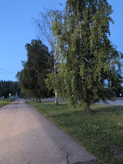 The image shows a paved path curving to the left, bordered by a grassy area with scattered small white flowers. Several trees line the right side of the path, with a large birch tree prominently featured in the foreground. Beyond the trees, a road and a parking lot are visible, with some distant signs and structures. A dense forest forms the background on the left side of the image. The sky is a clear, deep blue, indicating either early morning or late evening. The scene appears to be located in an outdoor, possibly park-like, area within the city of Vantaa, Finland. There are no people or animals visible in the image.