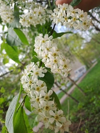 The image shows a close-up of a flowering branch with small white flowers and green leaves, likely taken outdoors. The background is blurred, but includes greenery and a structure that may be a building. The location, Elektrostal, Russia, is not discernible from the image content. There are no visible people, actions, or interactions captured in the image. The primary subjects are the flowers and leaves, with the surrounding environment serving as an out-of-focus backdrop.
