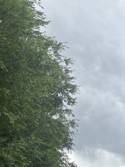 This media file shows a view of the sky and the tops of trees. The sky is overcast with gray clouds, suggesting a cloudy or possibly rainy day. The trees are lush and green, with dense foliage. The branches and leaves are swaying, indicating a gentle breeze. The image is dominated by the natural elements of sky and vegetation, with no visible man-made objects or people. The setting appears to be outdoors in a natural environment, likely a rural area given the context of "село Умбеталы Карибаева, Kazakhstan," which translates to Umbetaly Karibayeva village in Kazakhstan. The overall mood is serene and natural, with the emphasis on the expansive sky and the organic forms of the trees. There is no visible text in the image.