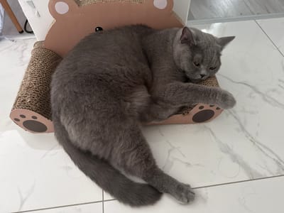 A medium-sized, grey cat is lying curled up on a brown cardboard scratching post shaped like a bear. The scratching post has pink paw prints on its base. The cat is facing towards the right side of the image, with its eyes partially closed. The floor appears to be white tile with grey veining. The scene is indoors, possibly in a home. The location in Zielona Góra, Poland, cannot be determined from the visual information provided.